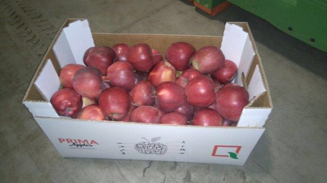 Prima 2000 alma-körte-szilva gyümölcsök zöldségek 15