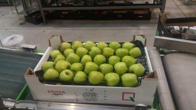 Prima 2000 alma-körte-szilva gyümölcsök zöldségek 16