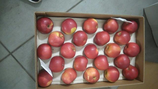 Prima 2000 alma-körte-szilva gyümölcsök zöldségek 11