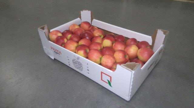 Prima 2000 alma-körte-szilva gyümölcsök zöldségek 08