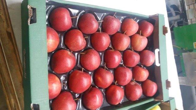 Prima 2000 alma-körte-szilva gyümölcsök zöldségek 03