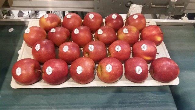 Prima 2000 alma-körte-szilva gyümölcsök zöldségek 04
